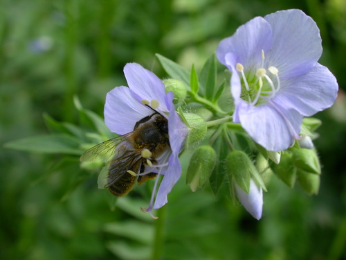 wielosił błękitny - roślina przyjazna pszczołom